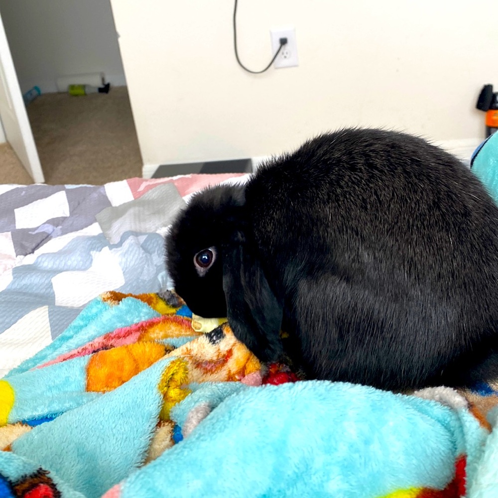 Bunny